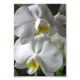 Fotodruck Weiße Orchideen