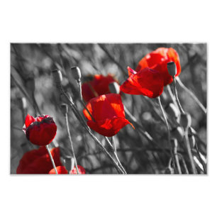 Fotodruck - Wilde rote Mohnblumen