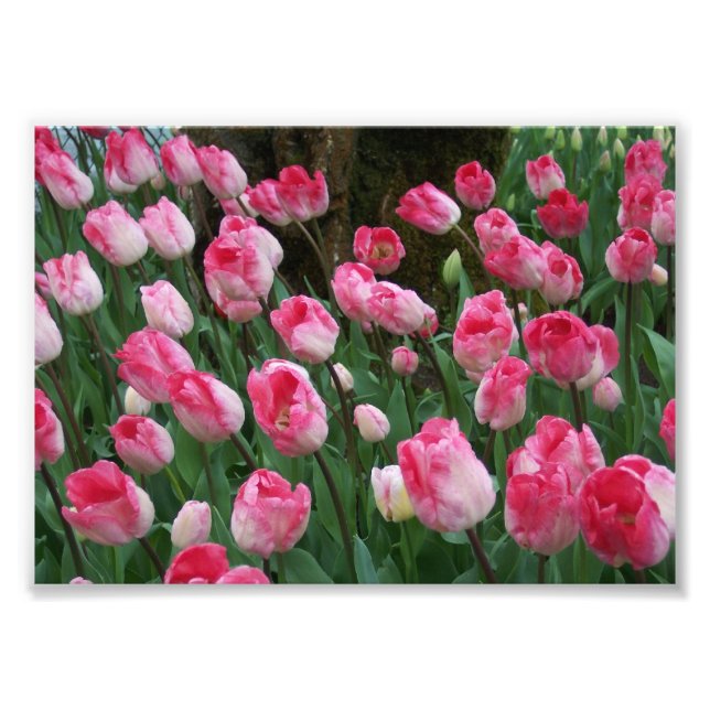 Fotodruckpinke Tulips Fotodruck (Vorne)
