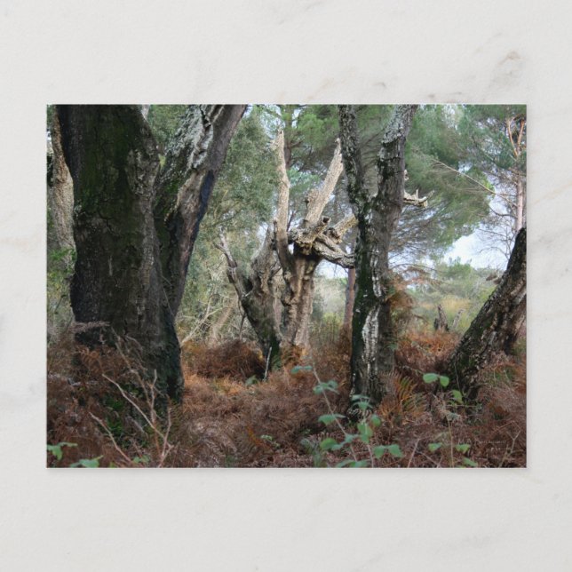 Fotografía paisaje de alcornoques en Doñana Postkarte (Vorderseite)