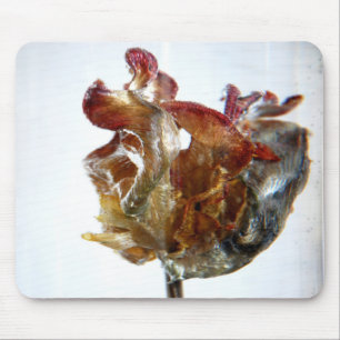 Fotografie 2013 der Wasser-Tulpe 4 Mousepad