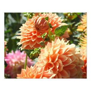 Fotografie Blumenkunst druckt Orange Dahlia Blume