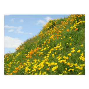 Fotografie Blumenprints Orange Mohnblumen