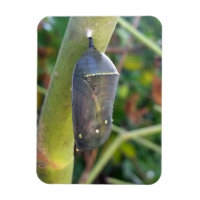 Fotografie - Chrysalis des Monarchschmetterlings