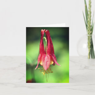 Fotografie der wilden roten Columbine-Blume