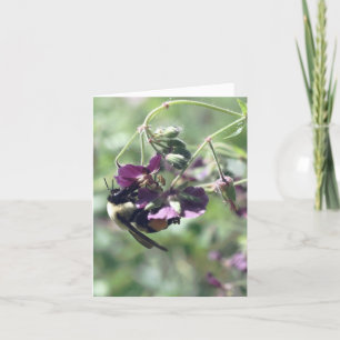 Fotografie einer Biene mit Blütenpollen