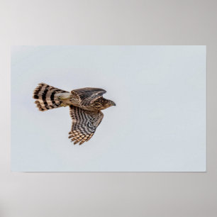 Fotografie eines fliegenden Sperbers Poster