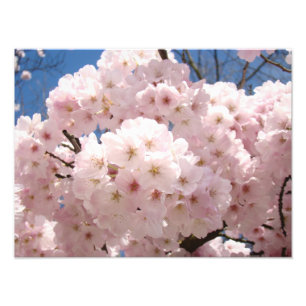 Fotografie Fine Art Drucke rosa Baumblüten