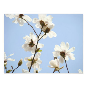 Fotografie Florale Kunst Drucke Magnolie Blumen