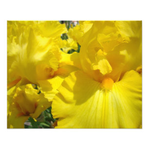 Fotografie Kunst Drucke Gelbe Schwertlilie Blumen
