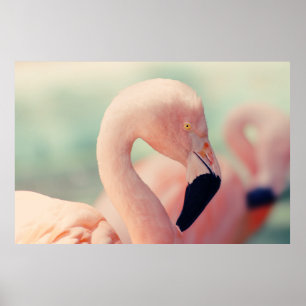 Fotografie mit schwachem Fokus von rosa Flamingo Poster