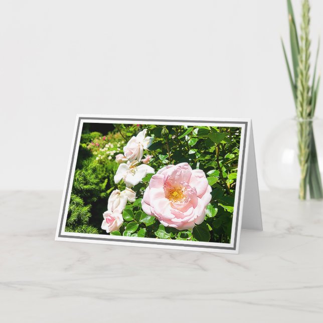 Fotografie Pellrosa Rose mit grünen Folien Karte (Vorderseite)