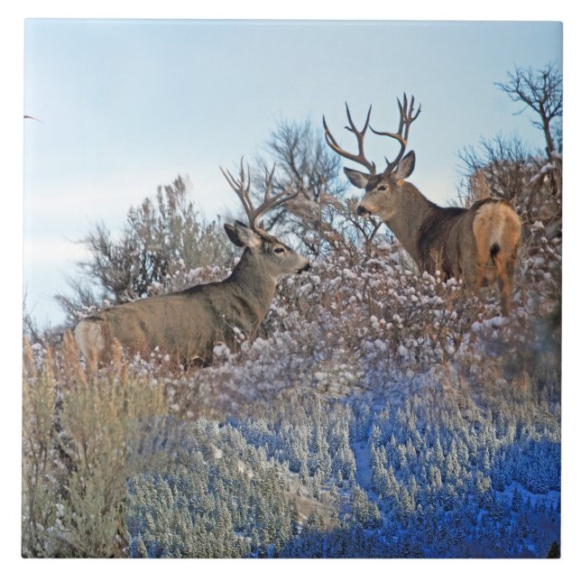 Fotografie photoshop Tierkunst Fliese (Vorderseite)