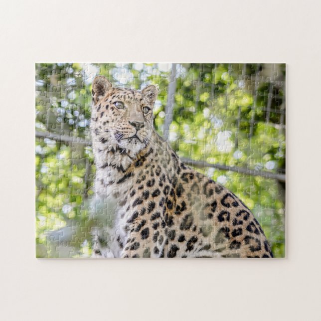 Fotografie Schöne Amur Leopard Grüne Puzzle (Horizontal)