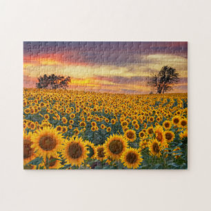 Fotografie Sonnenblumenfeld-Komplex Jigsaw-Puzzles Puzzle