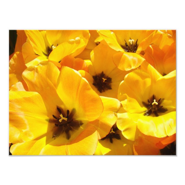 Fotografie Tulip Blume Kunstdrucke Gerahmte Florie (Vorne)
