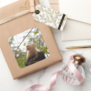 Fotografie von Affen mit weißer Gesichtskapuchin Quadratischer Aufkleber