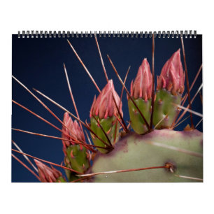 Fotografie von Kakteen und Sukkulenten als Fine Ar Kalender