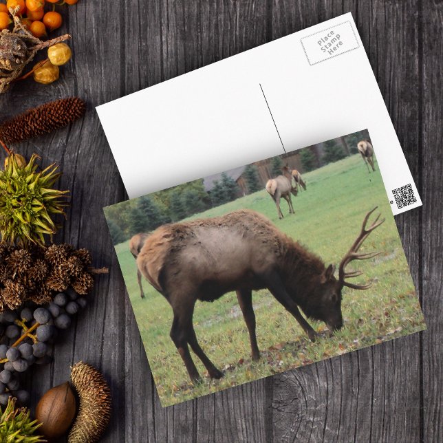 Fotografie von männlichen Elchen Antlers Feldherbs Postkarte (Real photo of male elk with antlers in grassy field on postcard.)