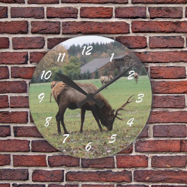 Fotografie von männlichen Elchen Antlers Feldherbs Runde Wanduhr (Photograph of male elk grazing in grassy field by barn in fall on a wall clock.)