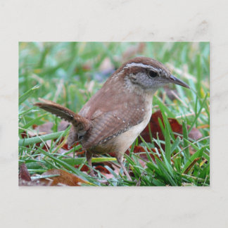 Fotografien: Vögel - Postkarte