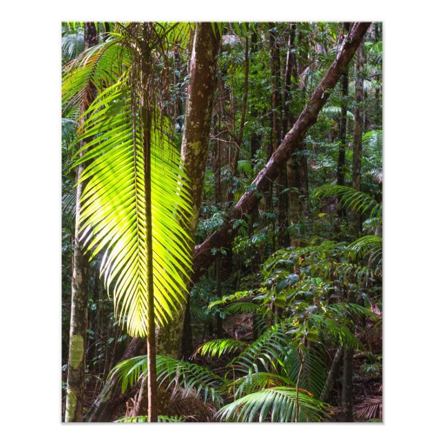 Fotografieren von grünen Regenwald-Blätter Austral Fotodruck (Vorne)