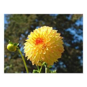 Fotografierende Kunstdrucke Orange Dahlia Blume Fotodruck