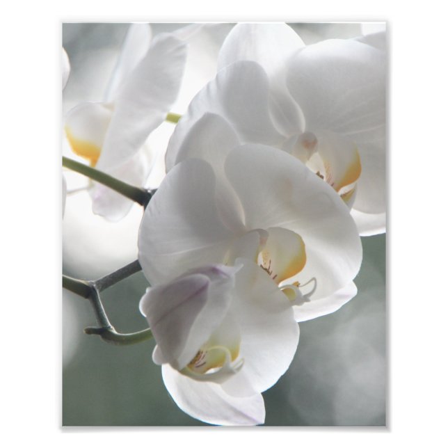 Fotografisch gedruckte Orchideen Fotodruck (Vorne)