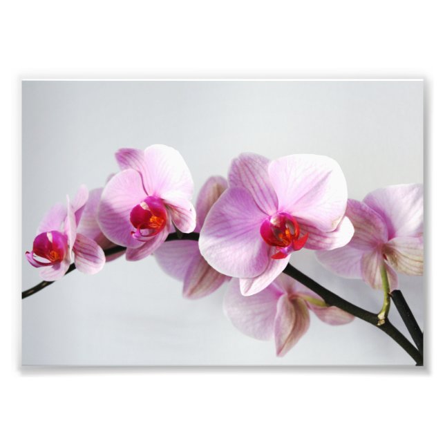 Fotografisch gedruckte Rosa Orchideen Fotodruck (Vorne)