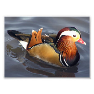 Fotografische Druck-Mandarin-Duck Fotodruck