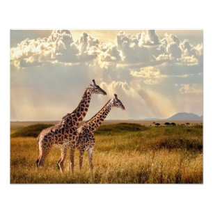 Fotografische Giraffe Fotodruck