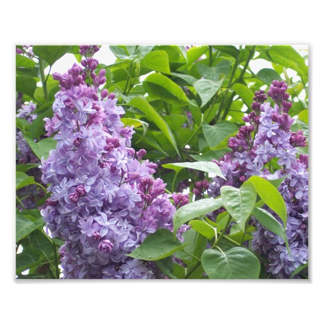 Fotografische Lilacs Fotodruck (Vorne)