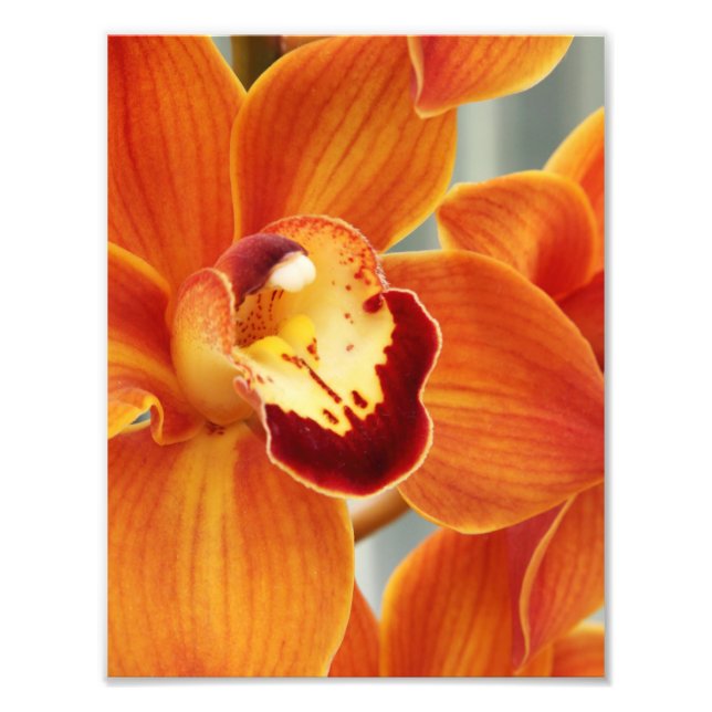 Fotografische Orchideen Fotodruck (Vorne)