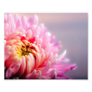Fotografische Print-Rosa-Blume Fotodruck