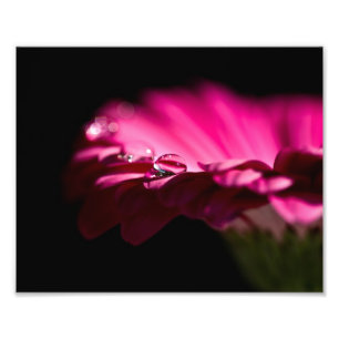 Fotografische Print-Rosa-Blume Fotodruck