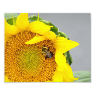 Fotografische Print-Sonnenblume mit Biene Fotodruck