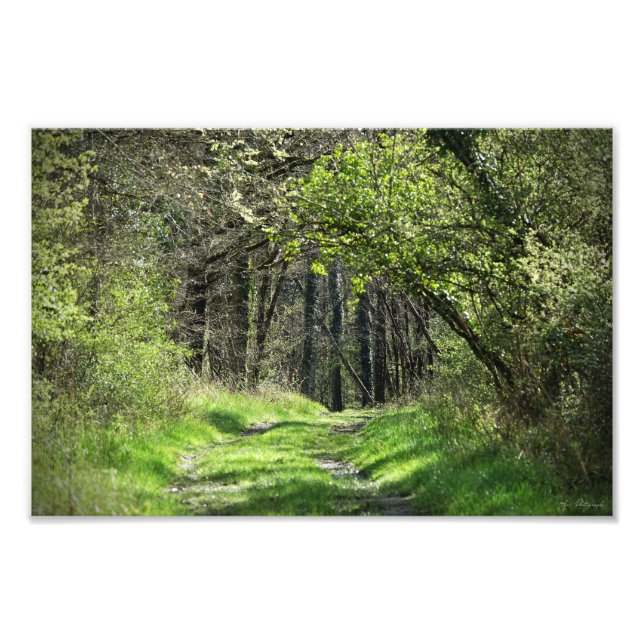 Fotografische Vergrößerung "im Wald" Fotodruck (Vorne)