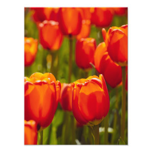 Fotografischer Druck roter Tulpen.