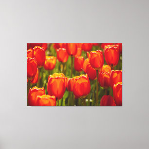 Fotografischer Druck roter Tulpen. Leinwanddruck