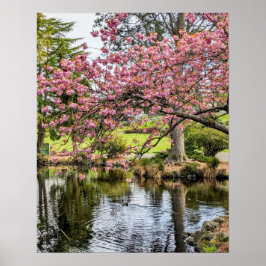 Fotografischer Druck von rosa Kirschblüten und Tei Poster