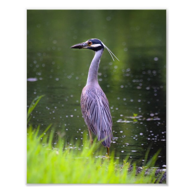 Fotografischer Heron Bird Fotodruck (Vorne)