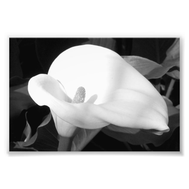 Fotografisches Druckcala Lily Fotodruck (Vorne)