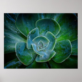 Fotografisches Kunstwerk - Evergreen Pflanze Poster