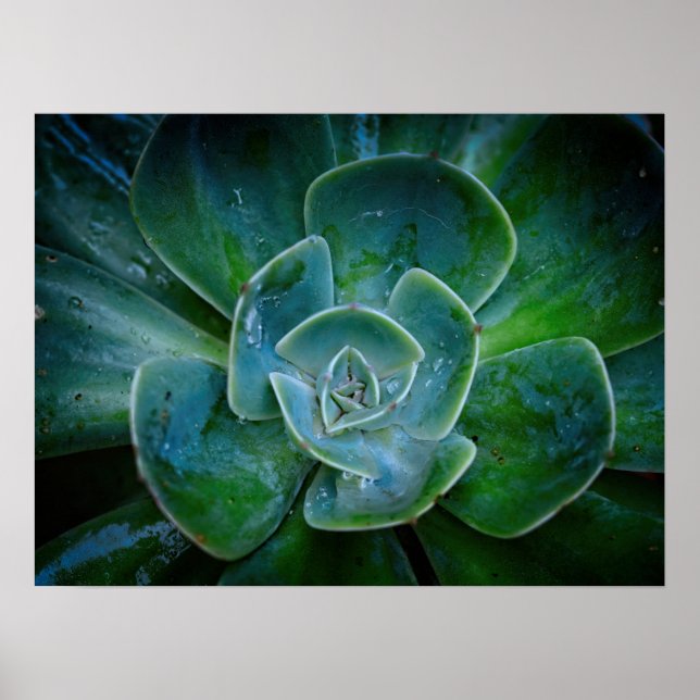 Fotografisches Kunstwerk - Evergreen Pflanze Poster (Vorne)