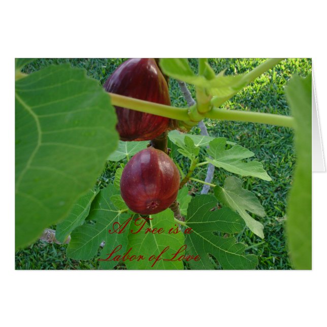 Fotokarte 2 (Vorderseite (Horizontal))