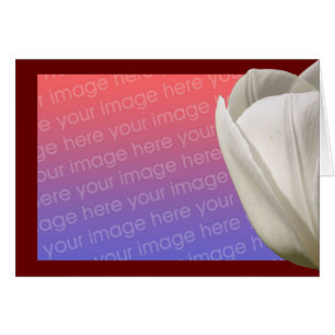 Fotokarte der Blume White Tulip