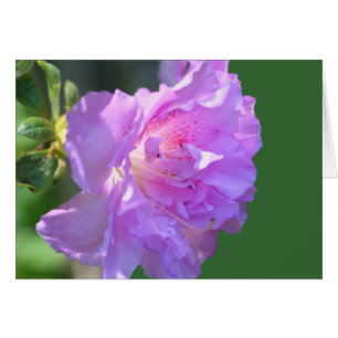 Fotokarte für Rosa Azalea Blume