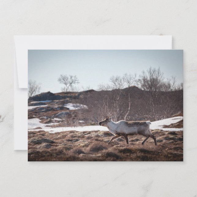 Fotokarte "Rentier Nature" (Vorderseite)