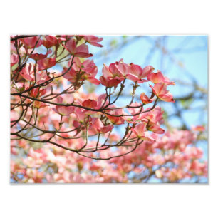 Fotokunst druckt Pink Dogwood Blume Fotodruck