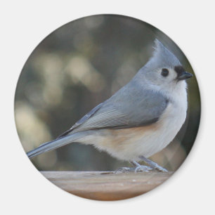 Fotomagnet des büscheligen Titmouse Magnet